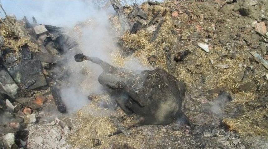 Ahırda &Ccedil;ıkan Yangında Hayvanlar Telef Oldu