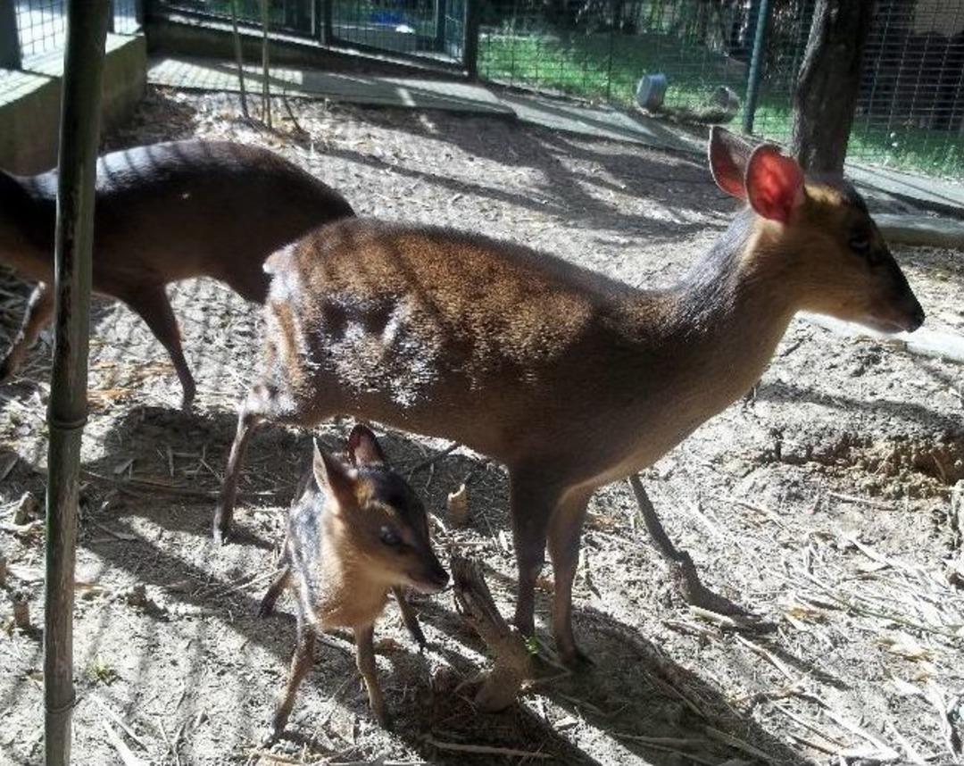 Darıca Hayvanat Bah&ccedil;esi 255 T&uuml;r Hayvana Ev Sahipliği Yapıyor