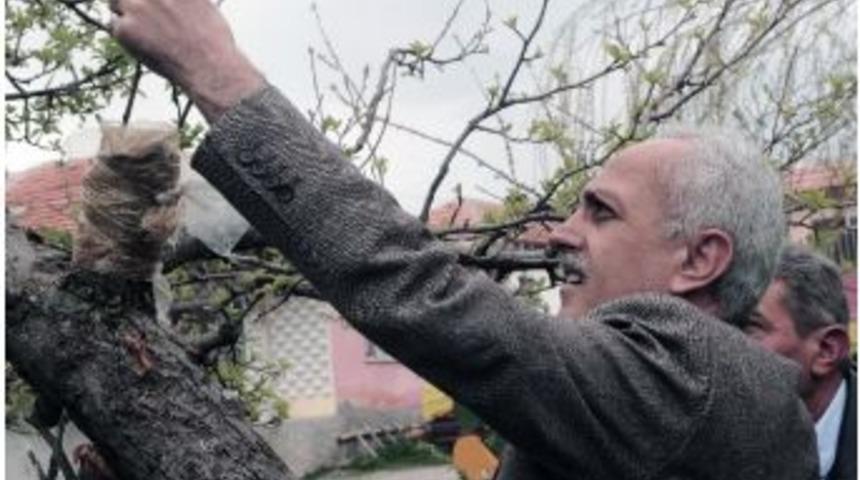 Meyve Ağa&ccedil;larından Aşılama Y&ouml;ntemiyle Daha Kaliteli &Uuml;r&uuml;n Elde Ediliyor