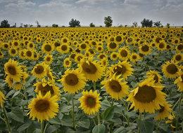 Konya Ovası, ayçiçek üretiminde Trakya ile yarışıyor
