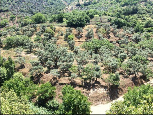 İncir ve zeytin ağaçlarının bulunduğu bölgede jeotermal kaynak aranacak
