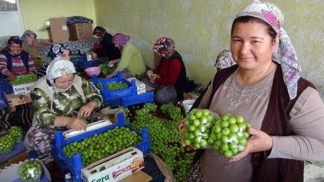 (&ouml;zel Haber) "yeşil Altın" 300 Liradan 5 Liraya D&uuml;şt&uuml; 1