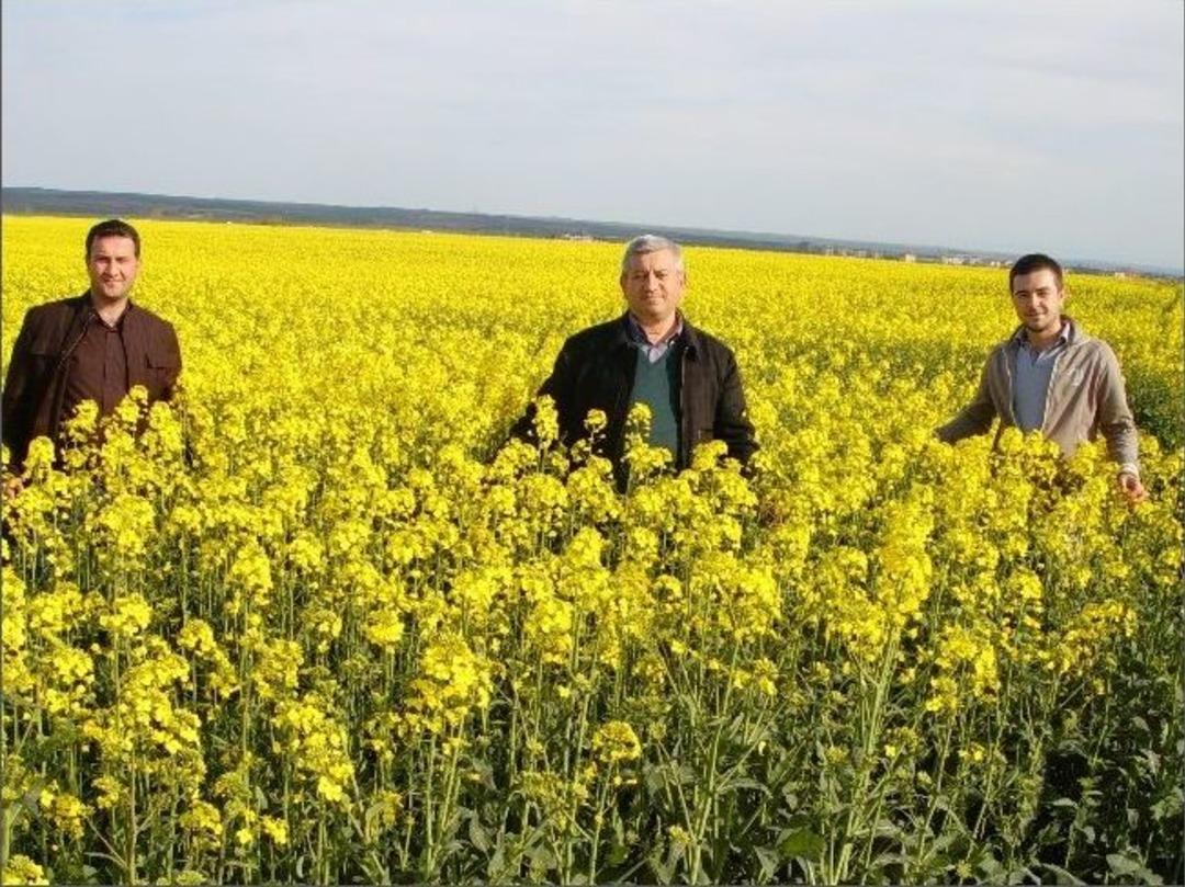 Hayrabolu Sarı Kanola Tarlalarıyla B&uuml;y&uuml;l&uuml;yor