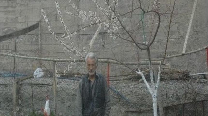 Hakkari&rsquo;de Meyve Ağa&ccedil;ları &Ccedil;i&ccedil;ek A&ccedil;tı