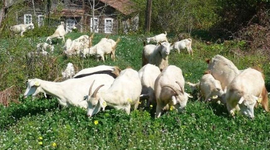 Saanen Ke&ccedil;iler Umut Veriyor