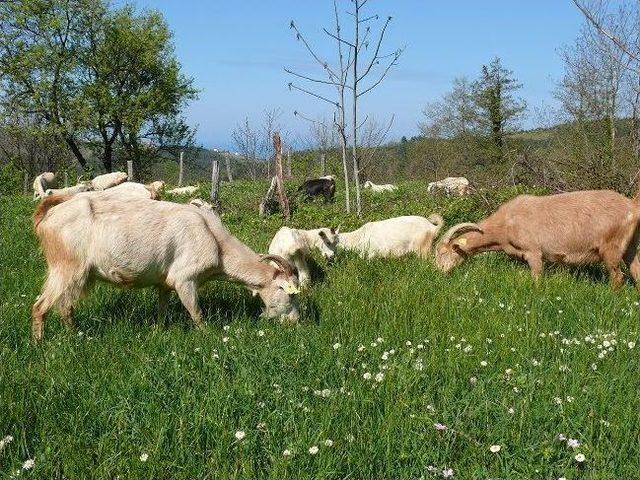 Saanen Keçiler Umut Veriyor