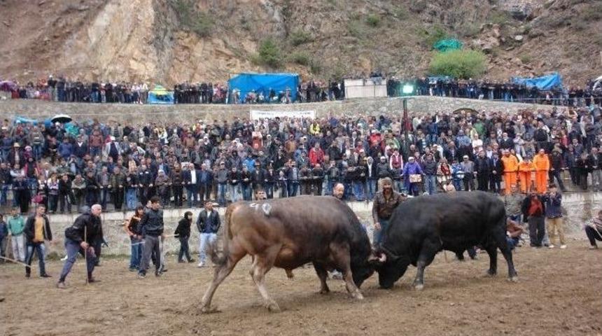 Artvin'de Boğa G&uuml;reşi Sezonu A&ccedil;ıldı