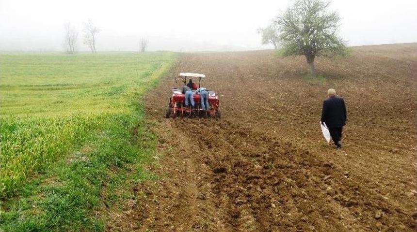 Asarcık&rsquo;ta Nohut &Ccedil;eşit Demonstrasyonu