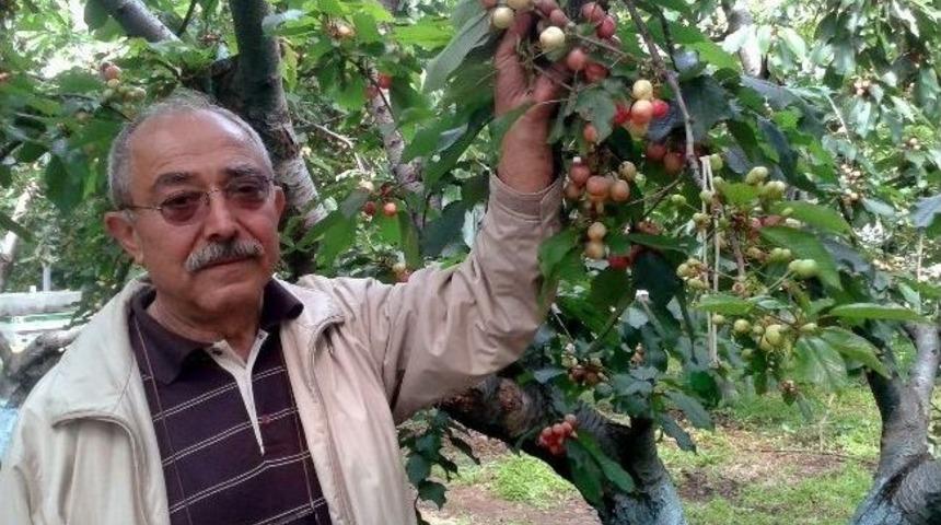 Kuzey Yarımk&uuml;renin İlk Kirazı