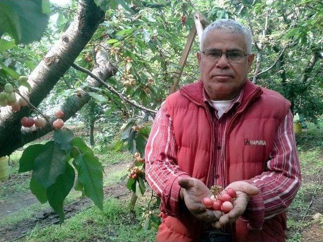 Kuzey Yarımk&uuml;renin İlk Kirazı 1