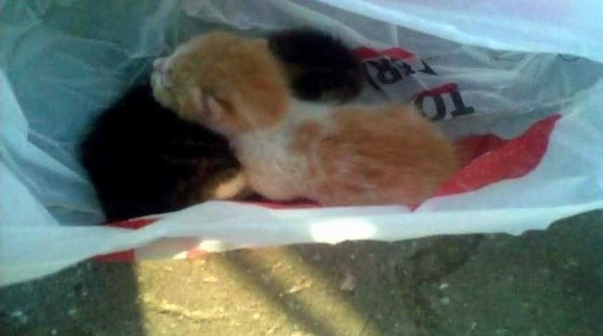 Yavru Kedileri Poşete Koyup &Ouml;l&uuml;me Terk Ettiler