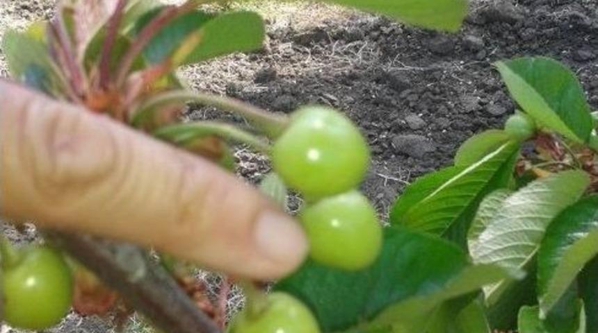 Lapseki Kirazı Y&uuml;z&uuml;n&uuml; G&ouml;sterdi