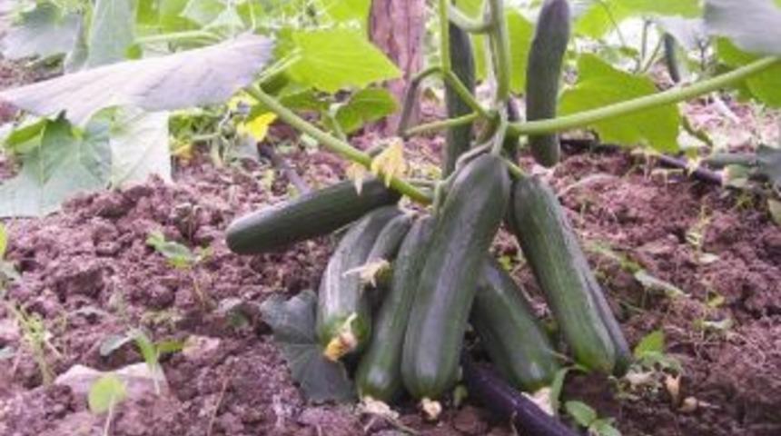 Ordu Seralarında En &Ccedil;ok Hıyar Yetişiyor