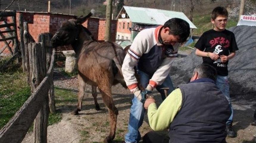 Ereğli&rsquo;de Nalbantlık Mesleği Yaşatılmaya &Ccedil;alışılıyor