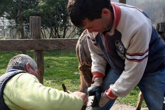 Ereğli’de Nalbantlık Mesleği Yaşatılmaya Çalışılıyor