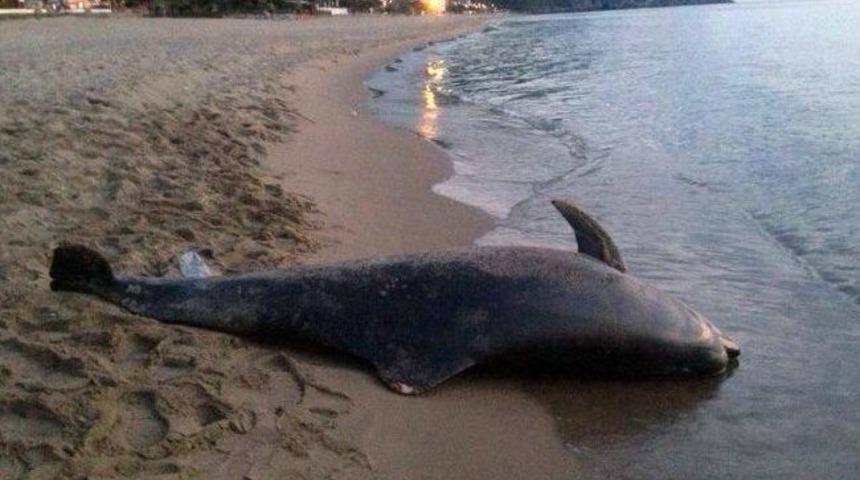 Bartın Irmağında Yunus Balığı G&ouml;r&uuml;ld&uuml;