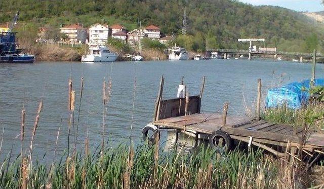 Bartın Irmağında Yunus Balığı Görüldü