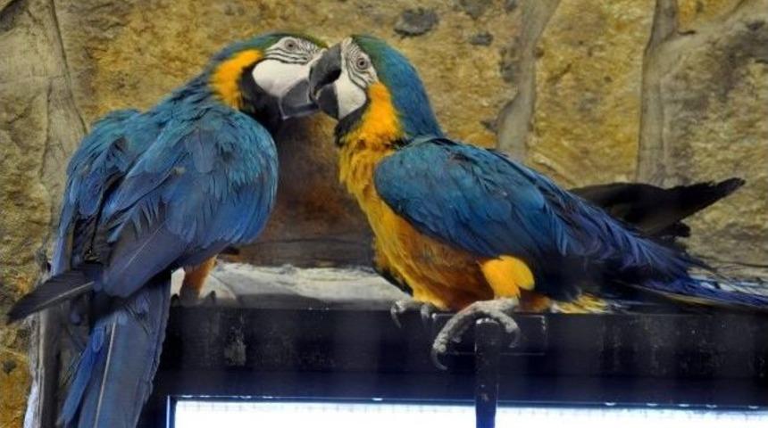 T&uuml;rkiye'nin Tek &Uuml;cretsiz Hayvanat Bah&ccedil;esi'ne Ziyaret&ccedil;i Akını