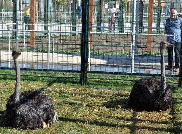 Türkiye'nin Tek Ücretsiz Hayvanat Bahçesi'ne Ziyaretçi Akını