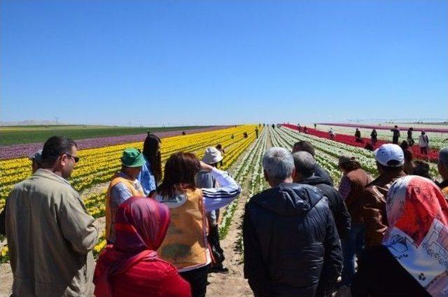 Tema Karaman İl Temsilciliği Üyeleri Konya’da Lale Üretim Tesisini Gezdi