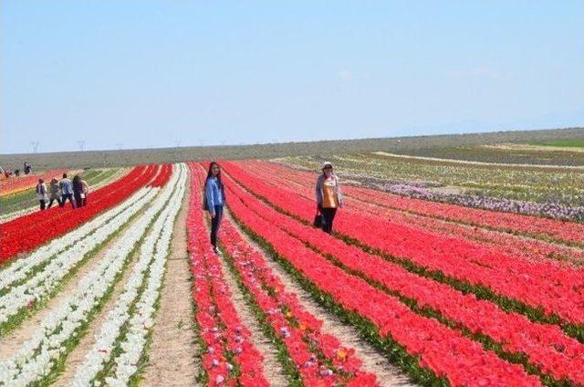 Tema Karaman İl Temsilciliği Üyeleri Konya’da Lale Üretim Tesisini Gezdi