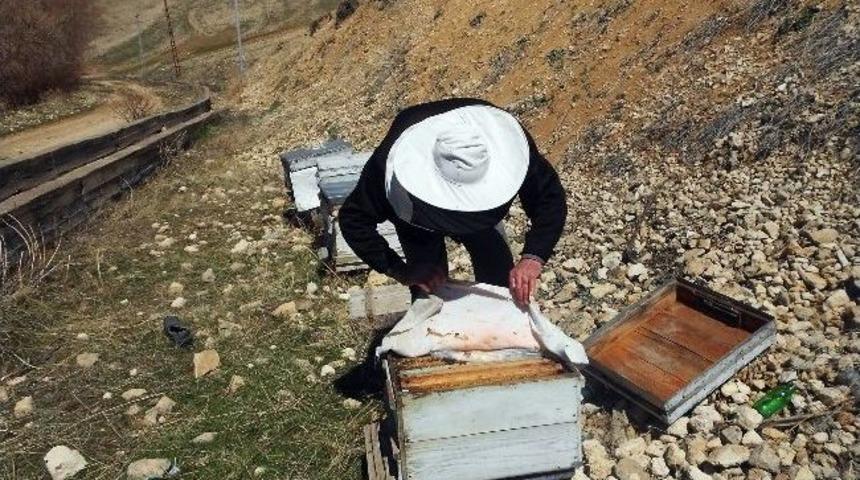Adilcevaz&rsquo;da Arıcılar Kovanlarını Bakıma Aldı