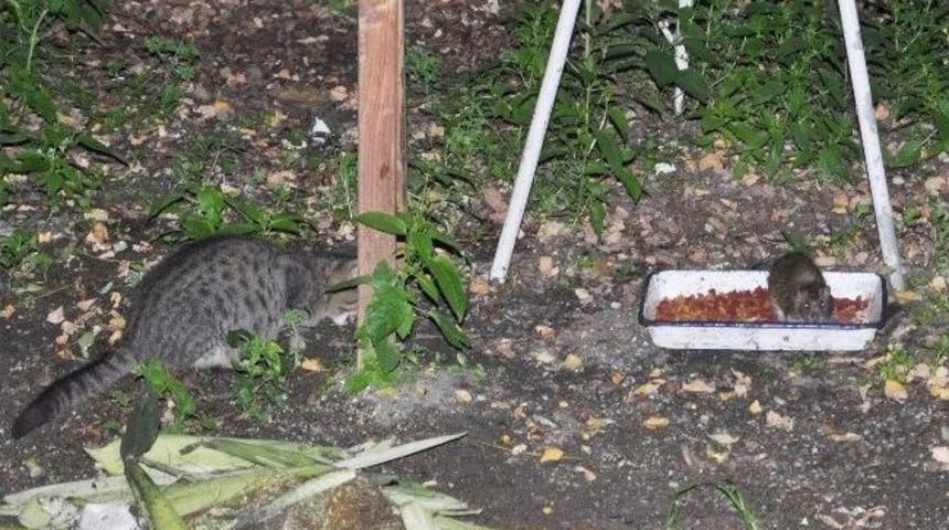 Kedi Yemeğini Fare İle Paylaştı