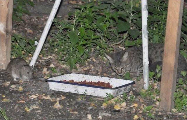 Kedi Yemeğini Fare İle Paylaştı 1
