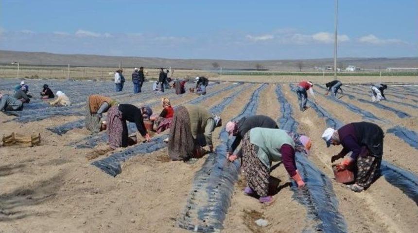 Niğde&rsquo;de &Ccedil;ilek &Uuml;retimi Yaygınlaştırılıyor