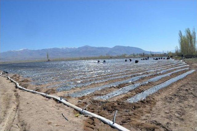 Niğde’de Çilek Üretimi Yaygınlaştırılıyor