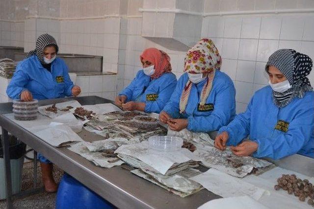 Gelibolulu Kadın Girişimcinin Zaferi 1