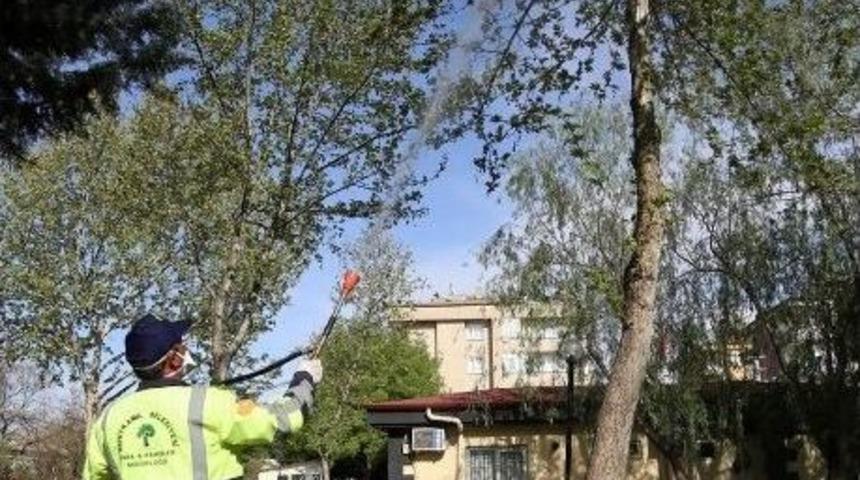 Şehitkamil Belediyesi, Ağa&ccedil;larda İla&ccedil;lama &Ccedil;alışması Başlattı