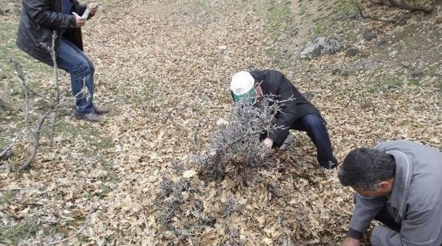 Aksaray&rsquo;da S&uuml;ne Ve Kımıl Sayımı Yapılıyor