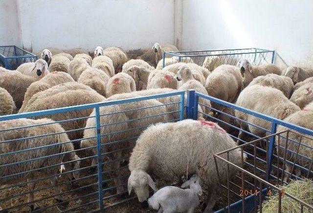 Çorumlu Çobanlardan Teknik Gezi