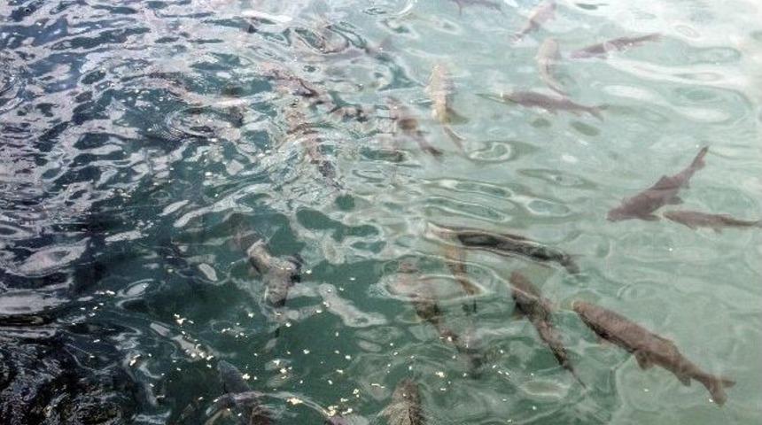 Balıklıg&ouml;l'de Yem Sorunu