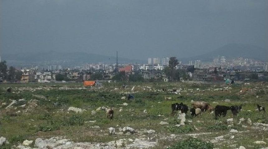Başkan Can, &ldquo;kent Merkezinde Hayvan Beslemek Ve Otlatmak Yasaktır&rdquo;