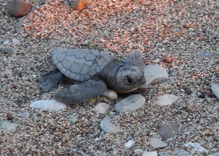 Caretta caretta yuvasında son 22 yılın rekoru kırıldı  G2