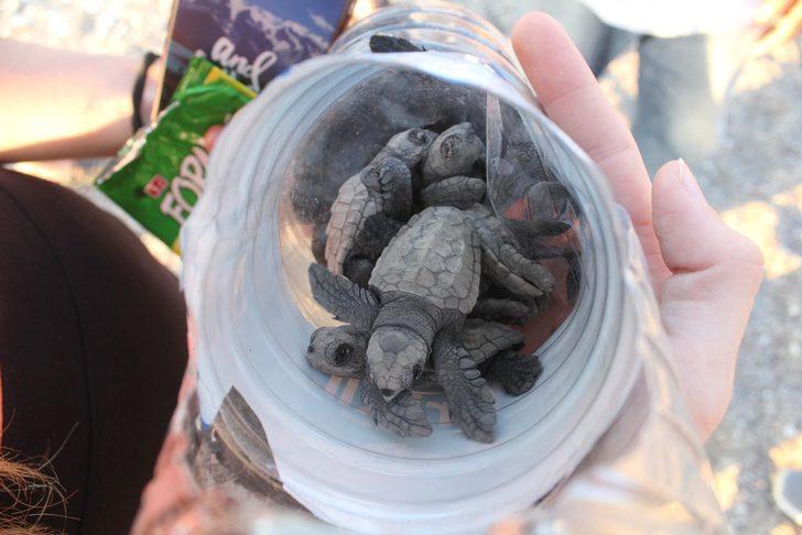 Caretta caretta yuvasında son 22 yılın rekoru kırıldı  G5