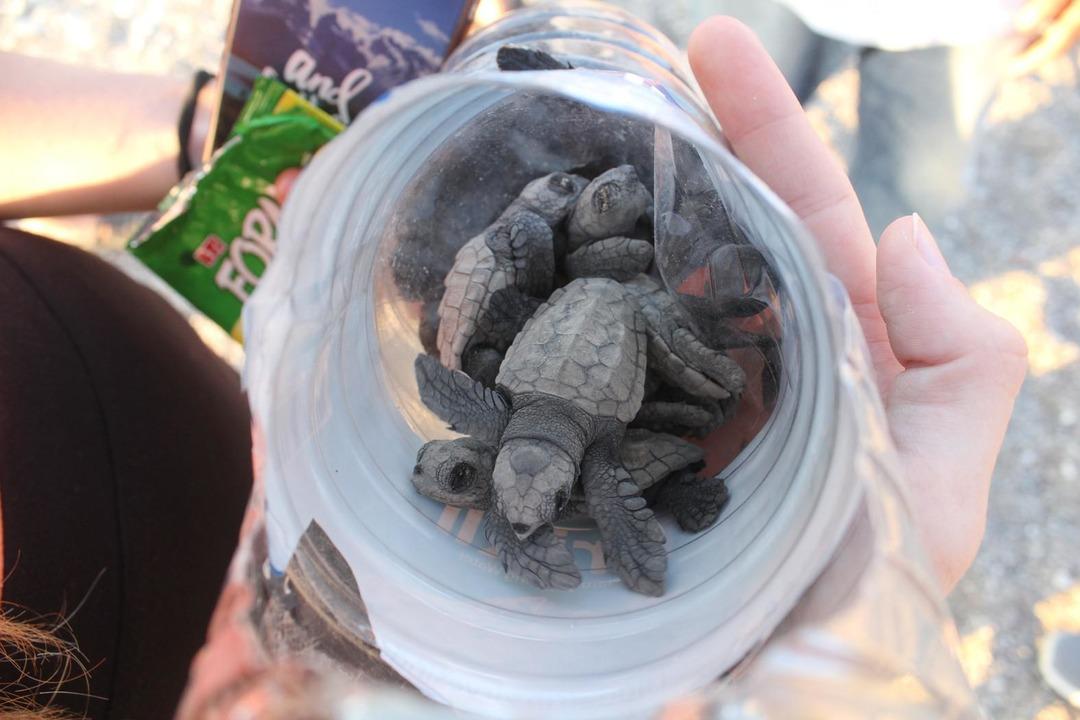 Caretta caretta yuvasında son 22 yılın rekoru kırıldı 