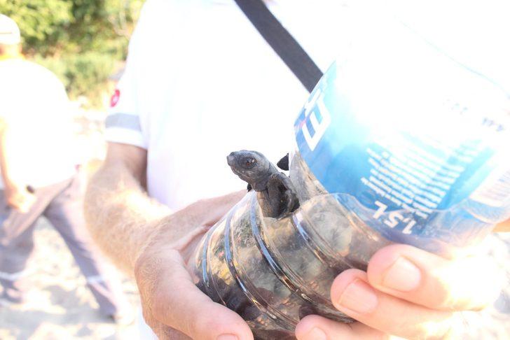 Caretta caretta yuvasında son 22 yılın rekoru kırıldı  G4