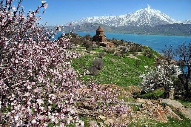 Akdamar Adası Çiçek Açtı