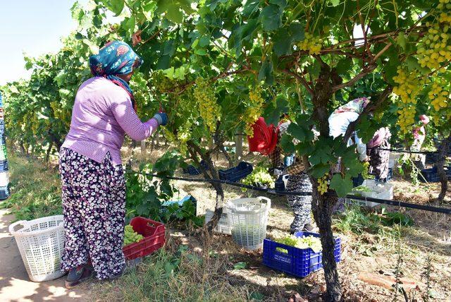 Sultaniye üzümde hasat ve ihracat sevinci