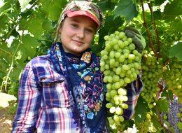 Sultaniye üzümde hasat ve ihracat sevinci