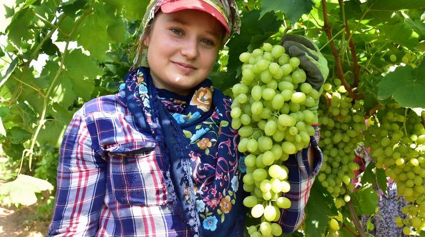 Sultaniye üzümde hasat ve ihracat sevinci