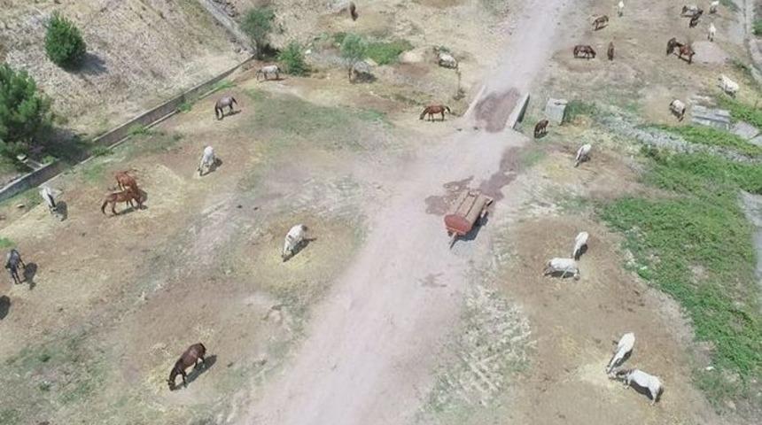 Adalara sokulmayan onlarca at İstanbul'da kaderine terk edildi