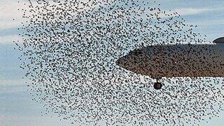 Tiflis’ten İstanbul’a giden Türk Hava Yolları'na ait uçağa kuş çarptı, Trabzon'a acil iniş yaptı