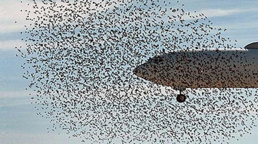Tiflis’ten İstanbul’a giden Türk Hava Yolları'na ait uçağa kuş çarptı, Trabzon'a acil iniş yaptı