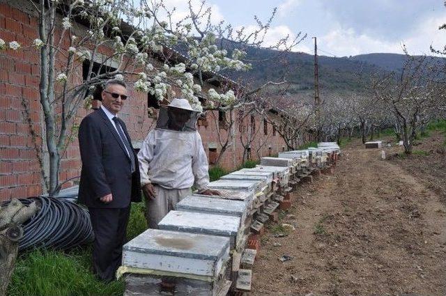 Her Bir Dekar Meyve Bahçesine Bir Arı Kovanı 1