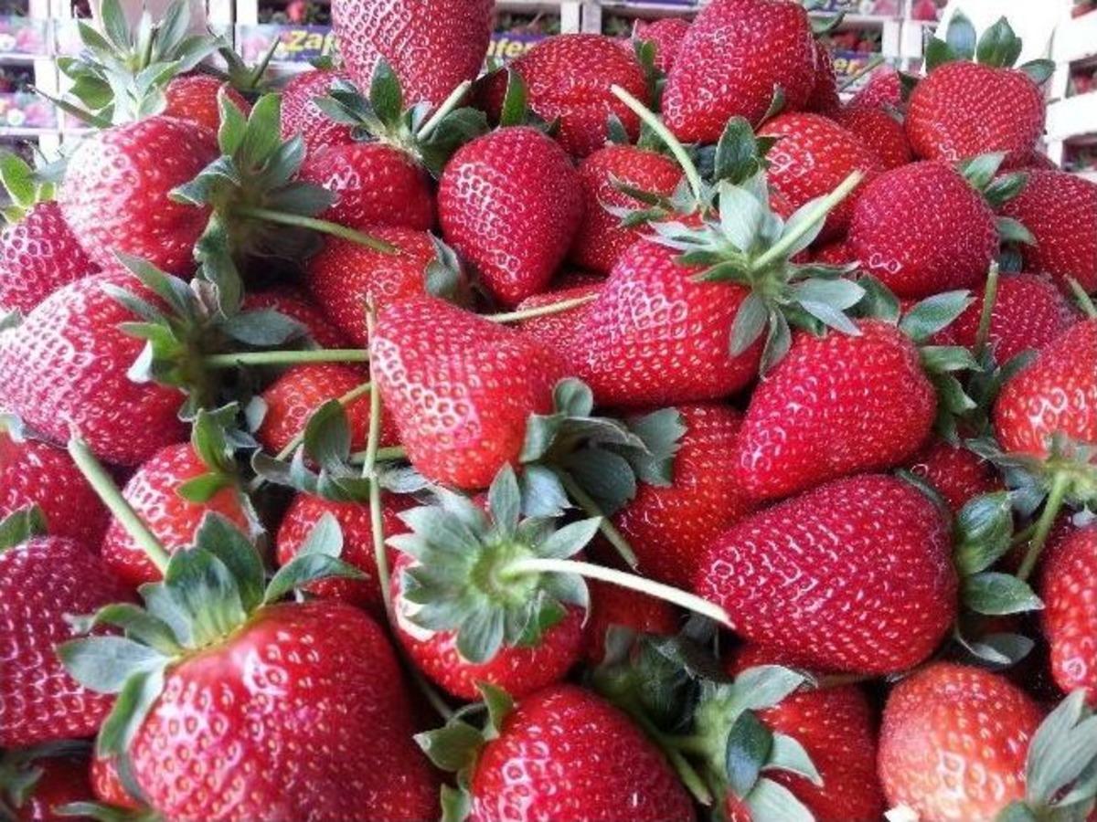 &Ccedil;ilek Sezonu İyi Başladı