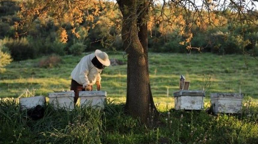 Arıcıyı Koruyan Proje Hayata Ge&ccedil;iriliyor